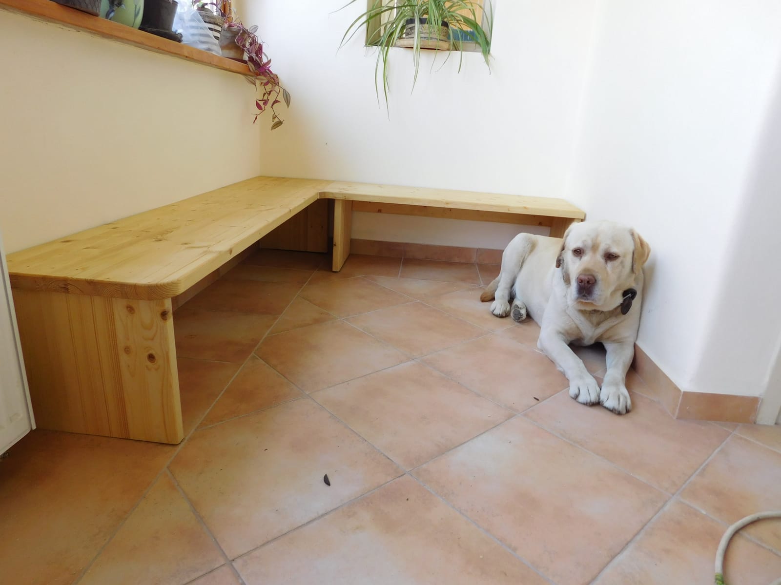 Rohová lavice ze smrkového masivu se zaoblenými hranami, vedle odpočívá labrador